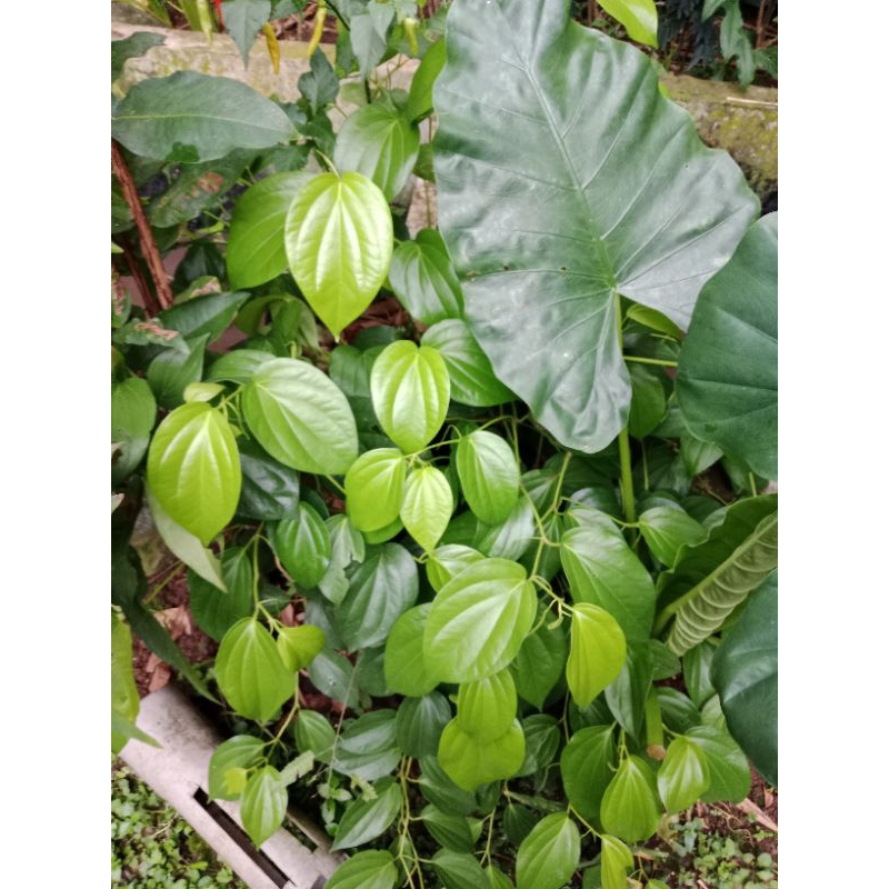 

Daun Sirih (20 lembar)