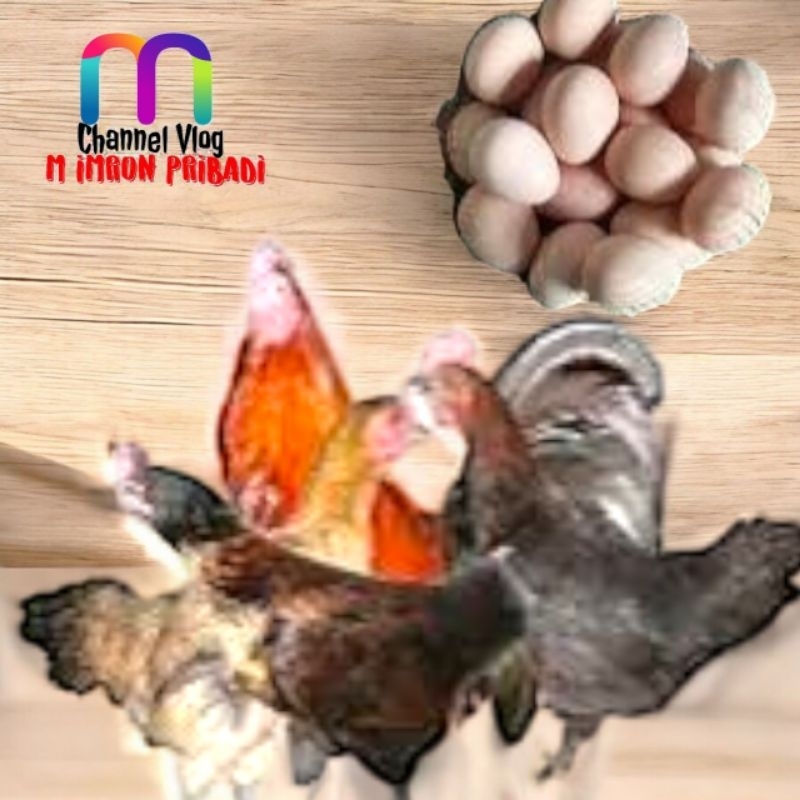 

IMRON PRIBADI Paket 1 Pcs TELUR FERTIL AYAM KUB2 Jalur PEDAGING Kwalitas Super Jaminan Menetas Hasil Peternak Profesional