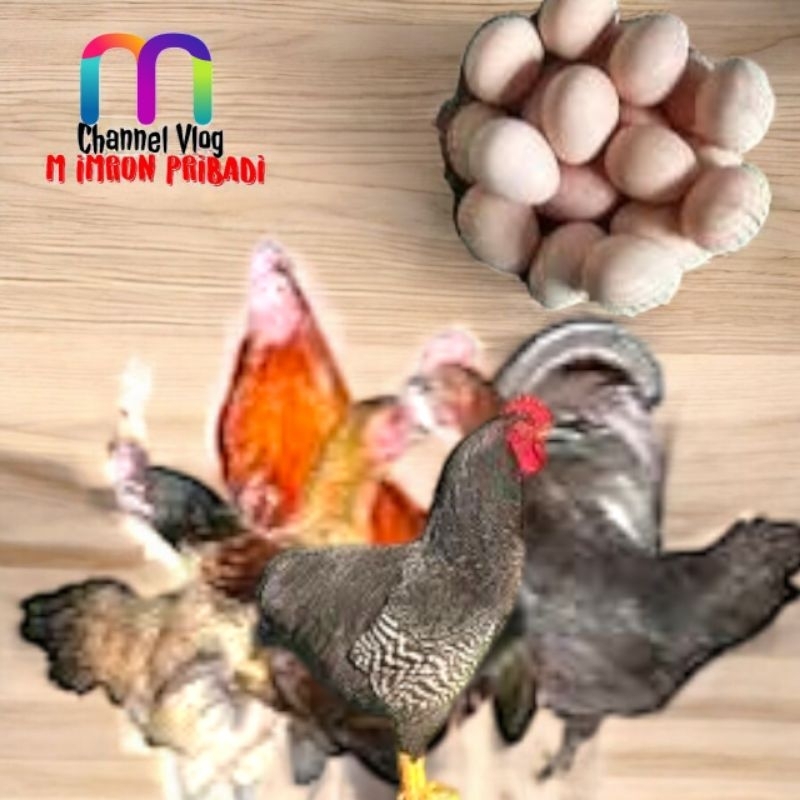 

IMRON PRIBADI Paket 5 Pcs TELUR FERTIL AYAM KUB2 Jalur PEDAGING Kwalitas Super Jaminan Menetas Hasil Peternak Profesional