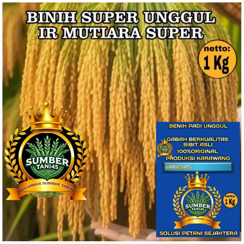BENIH PADI IR MUTIARA SUPER UNGGUL (1KG).