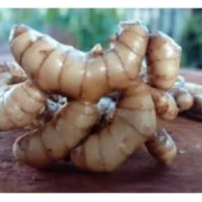 

,Curcuma jedora. kunyit putih asli dan fres 1000 gram temu putih pilihan