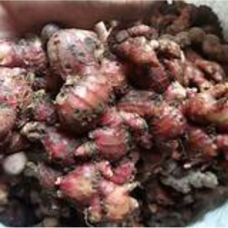 

JAHE MERAH SEGAR ASLI Rp 26000/500gr murah -JAHE MERAH