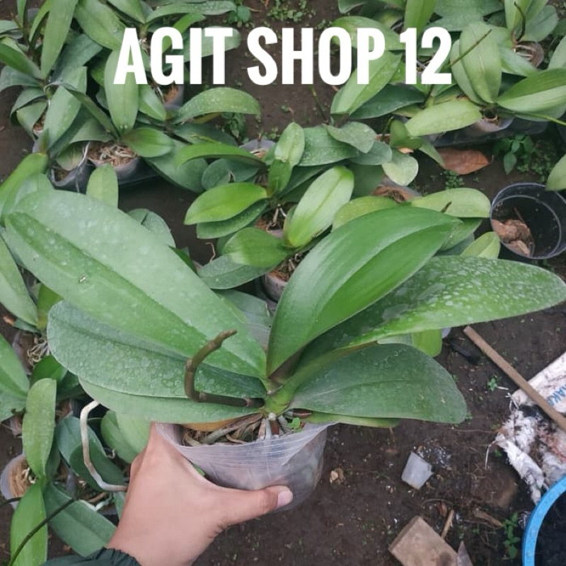 Jual anggrek bulan pasca dewasa siap berbunga