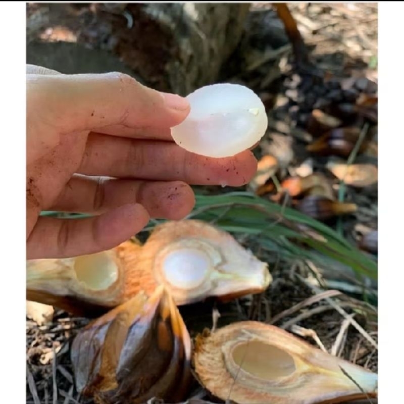 

Buah Nipah Atau Buah Dahon Muda Frash Per 3Kg Siap Komsumsi Di Petik Dadakan