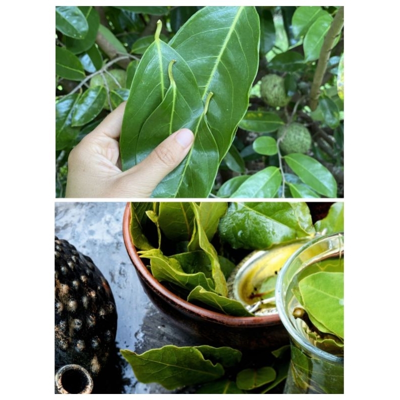 

Daun Sirsak Segar Organik - Per Lembar