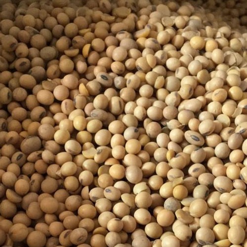 

2 kg Kedelai impor untuk tahu dan tempe