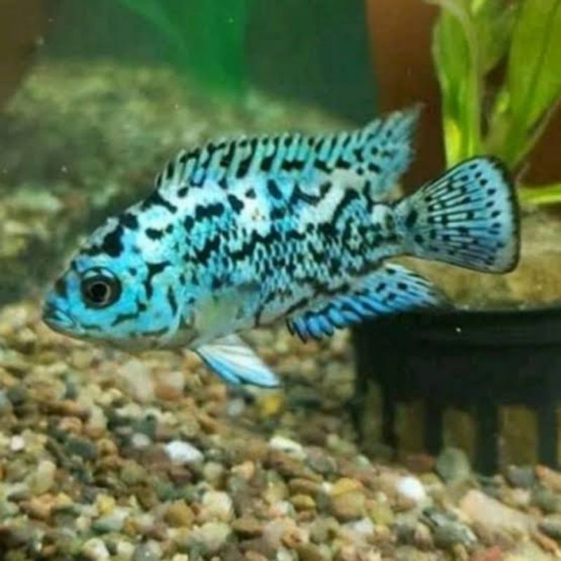 IKAN cichild EBJD(Elektrik Blue Jack Dempsey) size M KHUSUS INSTANT