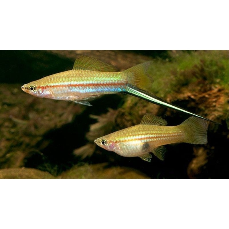 ikan ekor pedang hiasan aquarium