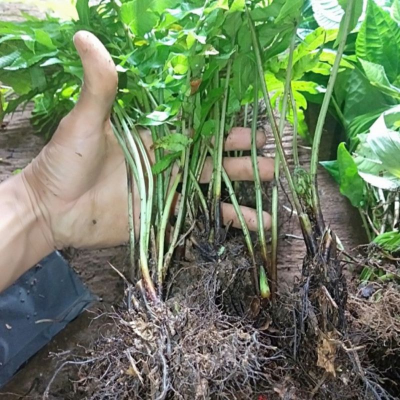 

(Ready) isi 10PCS BIBIT PAKIS SAYUR / LALABAN