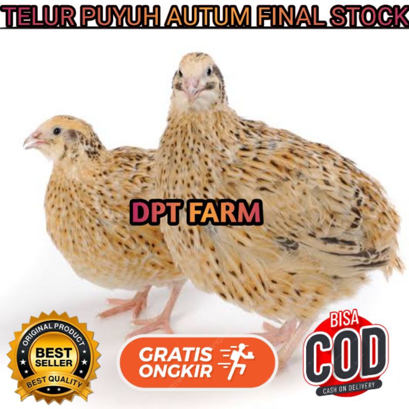 

TELUR PUYUH FINAL STOCK AUTUM CROS UNTUK DI TETASKAN ( PERBUTIR )