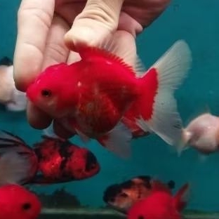 IKAN MAS KOKI ROSETAIL & OST  11-13CM