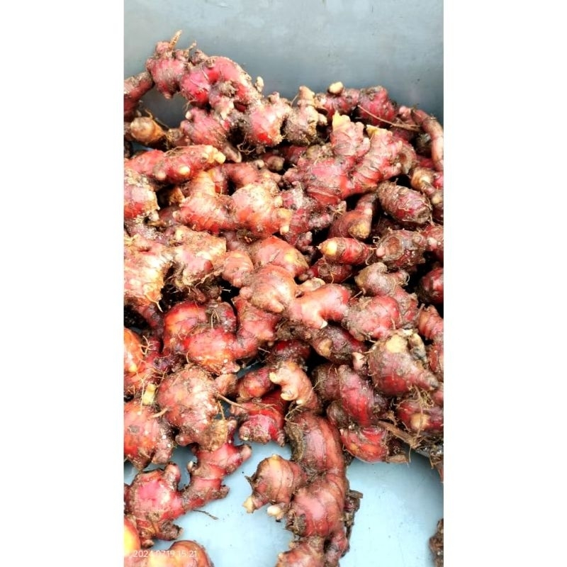 

Jahe merah super segara 1kg jahe tua fresh