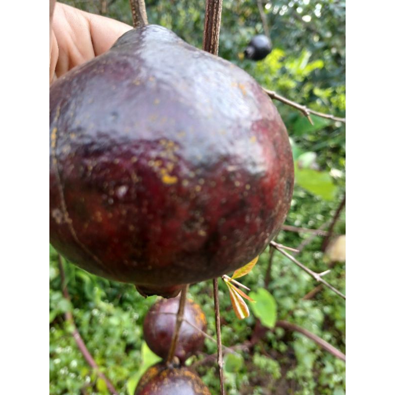 

Buah delima hitam berat per- buah 100-200 gram/Buah delima hitam
