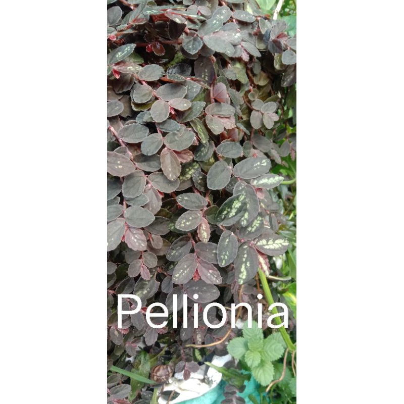 Tanaman darat buat paludarium/terrarium