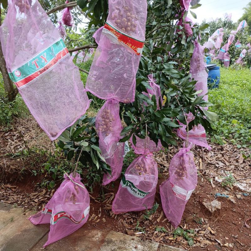 

KELENGKENG NEW CRISTAL