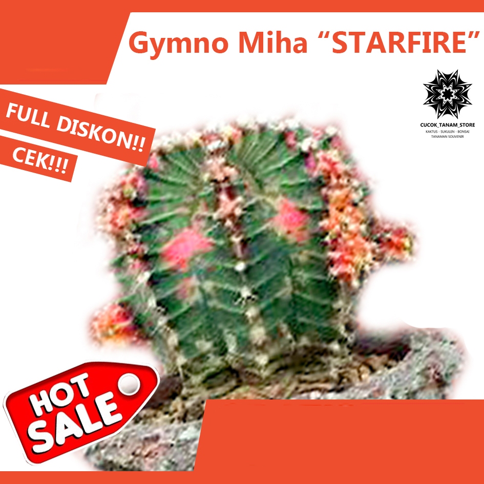 KAKTUS Gymno Starfire Hijauan PAKET KOMPLIT Pot+Metan