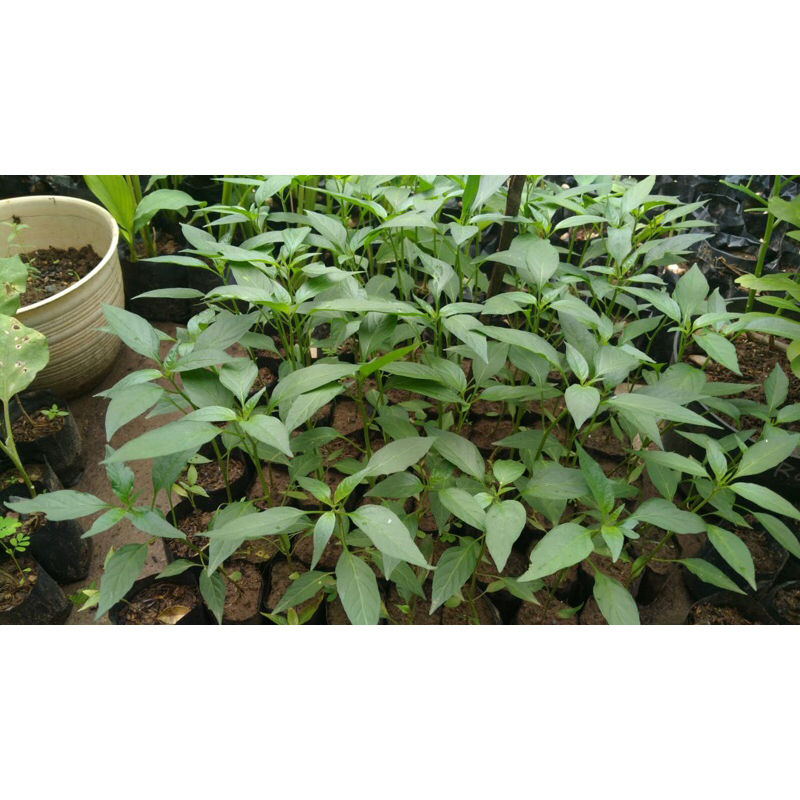 Bibit Cabe Keriting Lado F1