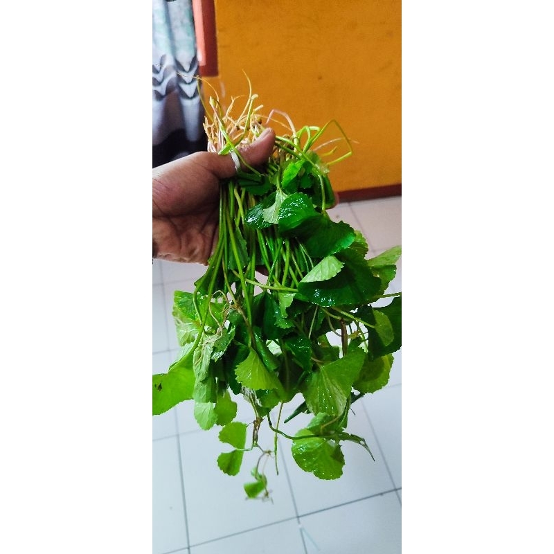 

DAUN PEGANGAN SEGAR /DAUN ANTANAN 500 GR