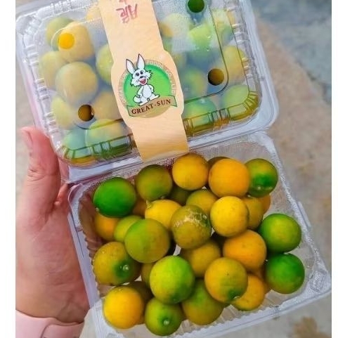 

JERUK KIMKIT/KUMQUAT GREEN PACK 500gr