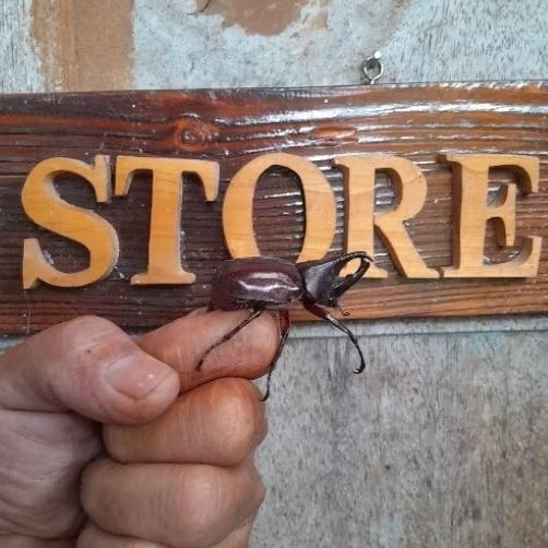 Mainan Kumbang Tanduk/ Oryctes rhinoceros