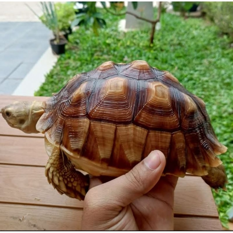 kurakura sulcata 20cm Betina.sehat mulus makan lancar