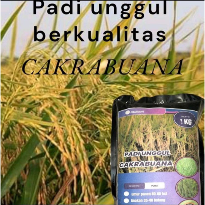 Benih Padi Unggul CAKRABUANA 04 Berkualitas 1 kg