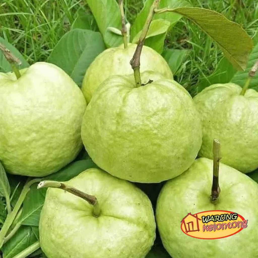 

Jambu Kristal kebumen 1kg 5 biji Jambu kristal renyah non biji Manis renyah Jambu fresh tanpa biji