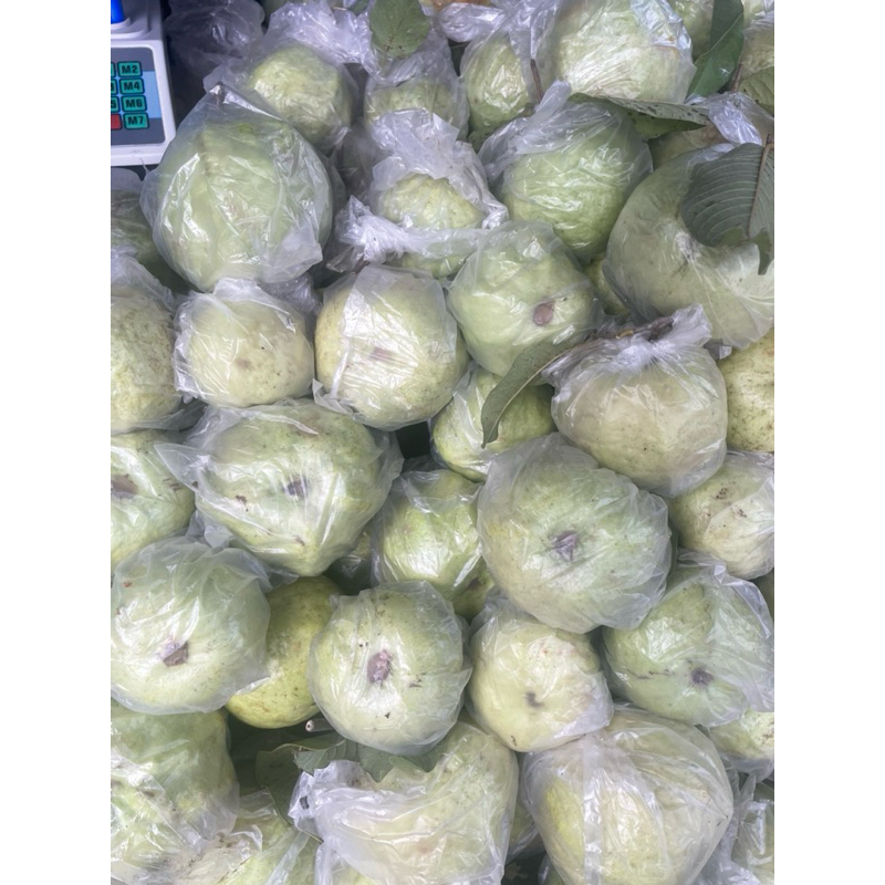 

jambu kristal berkualitas