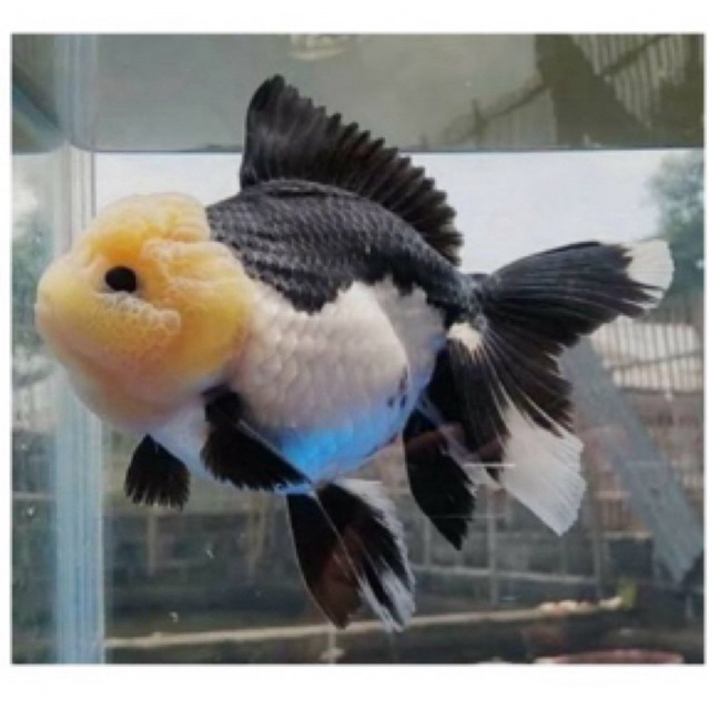 IKAN MAS KOKI JAMBUL CREAM / Ikan koki oranda sehat berkwalitas