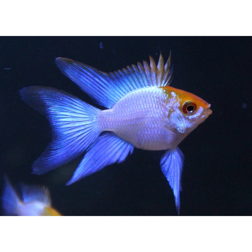 ikan hias ramirezi blue elektrik balon aquarium ikan cichlid blue electric ramirezi siklid kecil hia