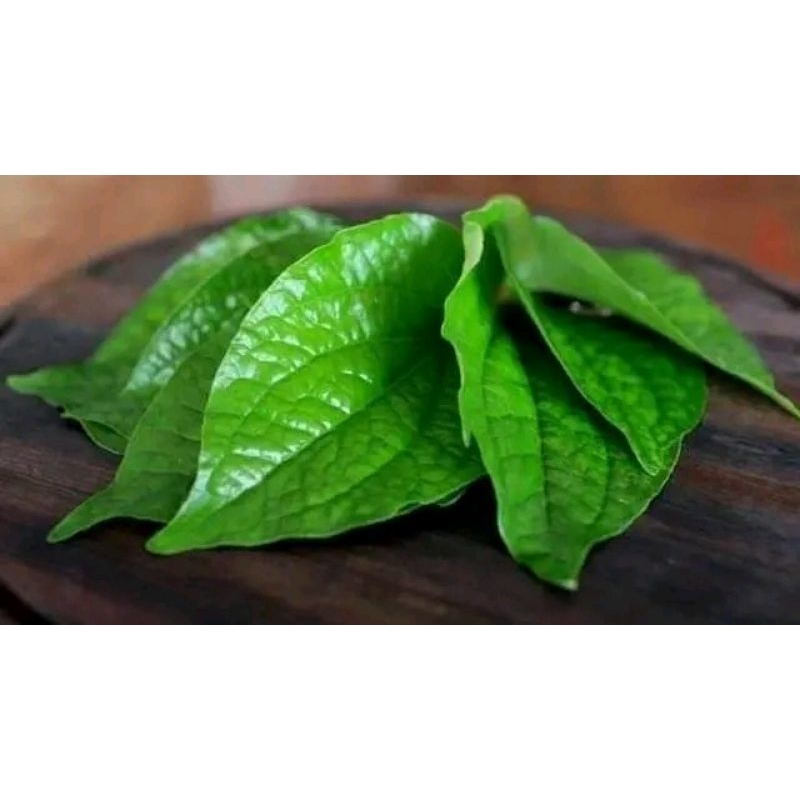 

sirih hijau freshh segar dadakan pesan>petik>kirim