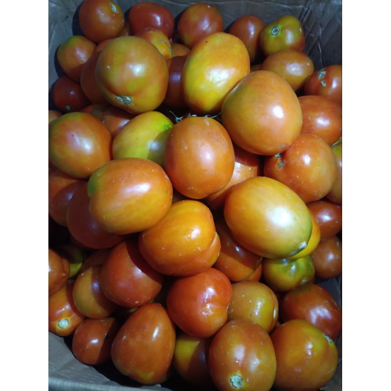 

Tomat Per 1KG