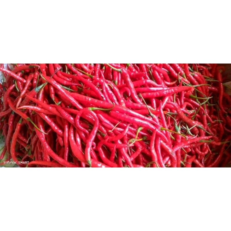 

Cabe Kriting Super Pilihan ( TKX )