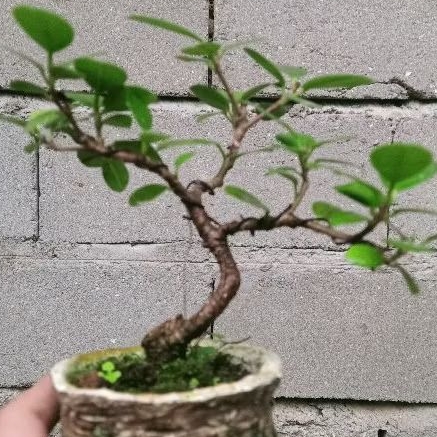 BONSAI DOLAR MICRO BONSAI PUCUK MERAH BERBUAH