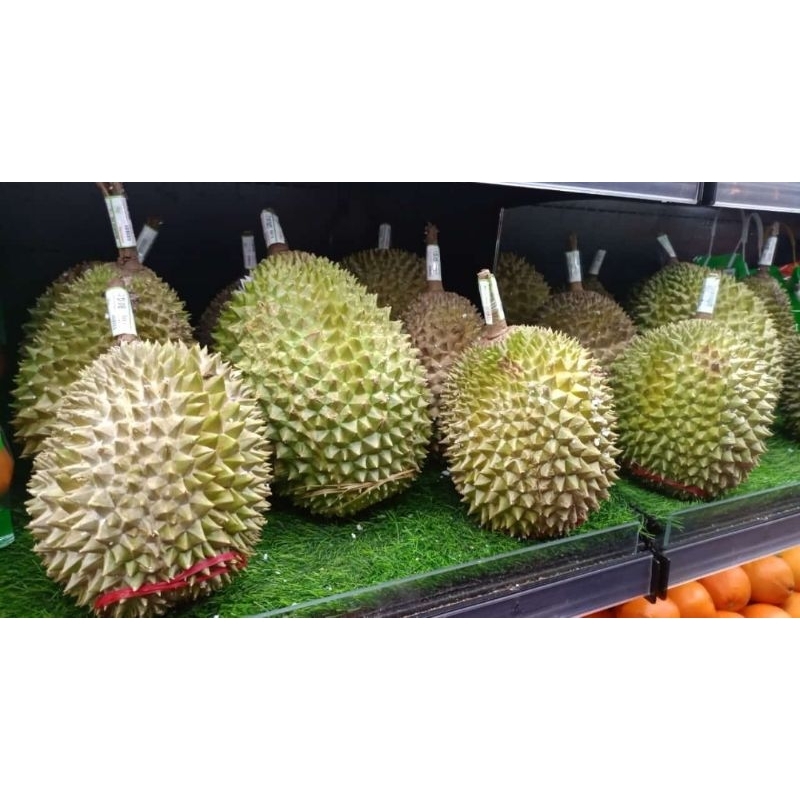 

durian musang king Malaysia 1 buah BERGARANSI/ durian import musangking Malaysia premium GARANSI MANIS