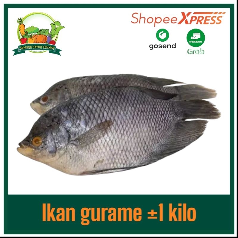 

Ikan gurame segar isi 2 ekor ±1,2 kg-1,4kg - KIRIM INSTAN