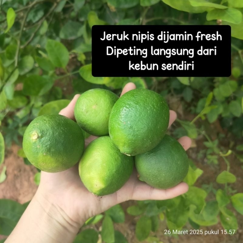

READY Jeruk nipis segar langsung dari kebun 500gr