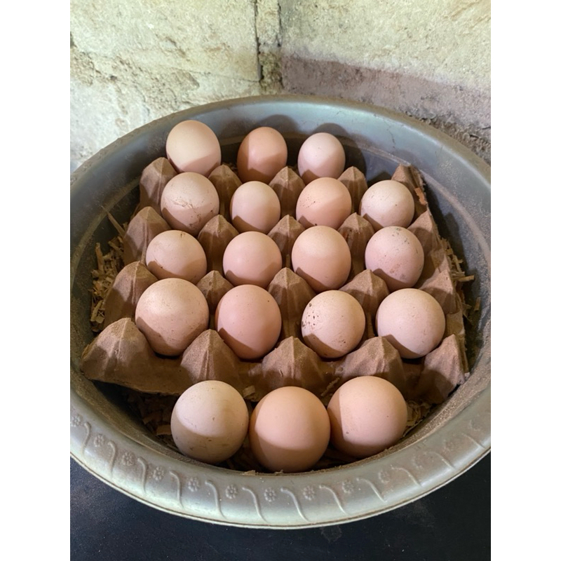 

Telur Tetas Fertil Ayam kampung Unggulan