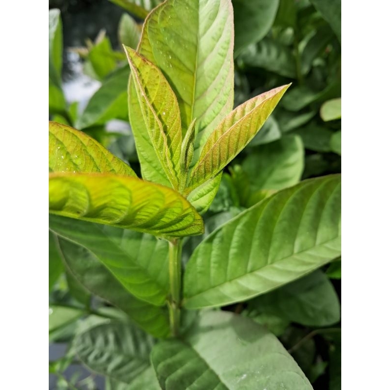 

jual daun jambu biji muda segar obat herbal alami