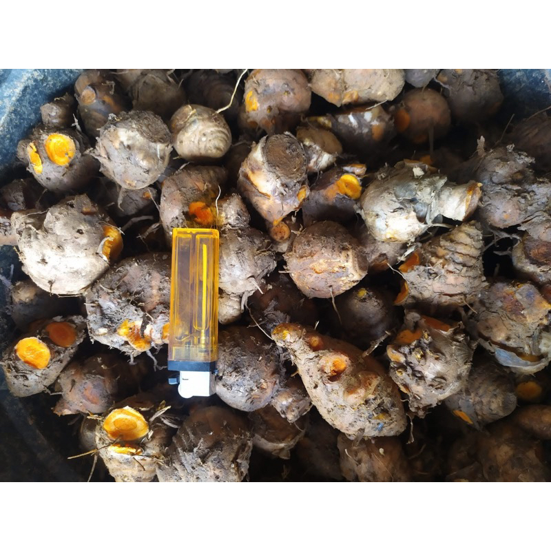 

biang kunyit/empu segar 1kg