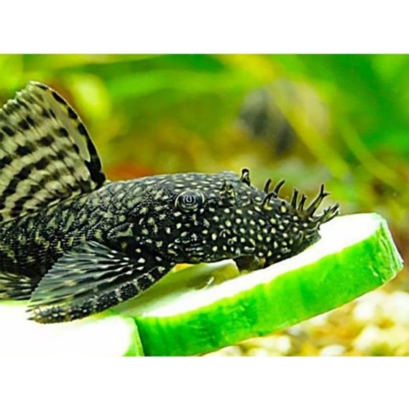 pleco L144 hitam,algae eater