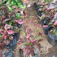 Bunga sepatu varigata