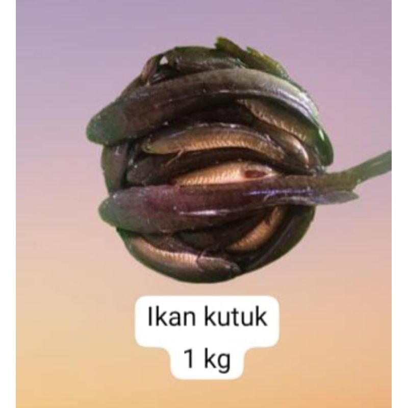 

( PER 1 KG )~ IKAN KUTUK/ IKAN GABUS SEGAR SUDAH DIBERSIHKAN