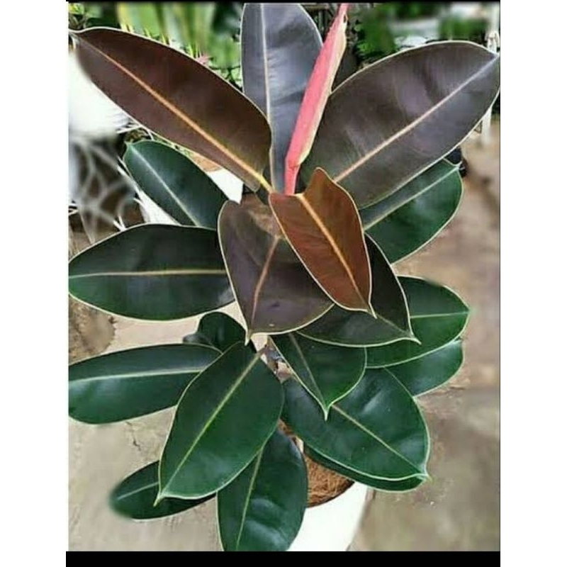 Ficus elastica burgundy