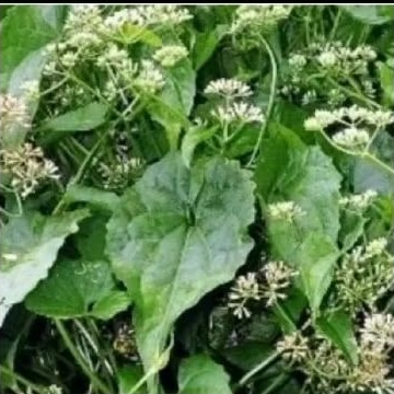 

DAUN SEMBUNG RAMBAT ORGANIK 200GRM