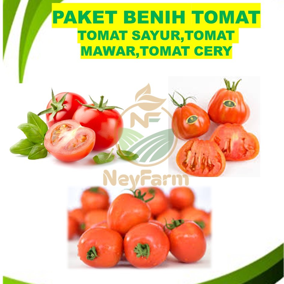 Paket Benih Tomat -Tomatan Benih Tomat Sayur Tomat Cerry Tomat Keriting