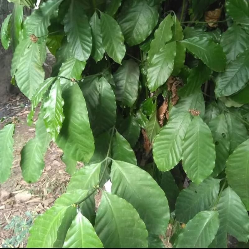 

Fresh Daun Kopi Basah Herbal 100gr