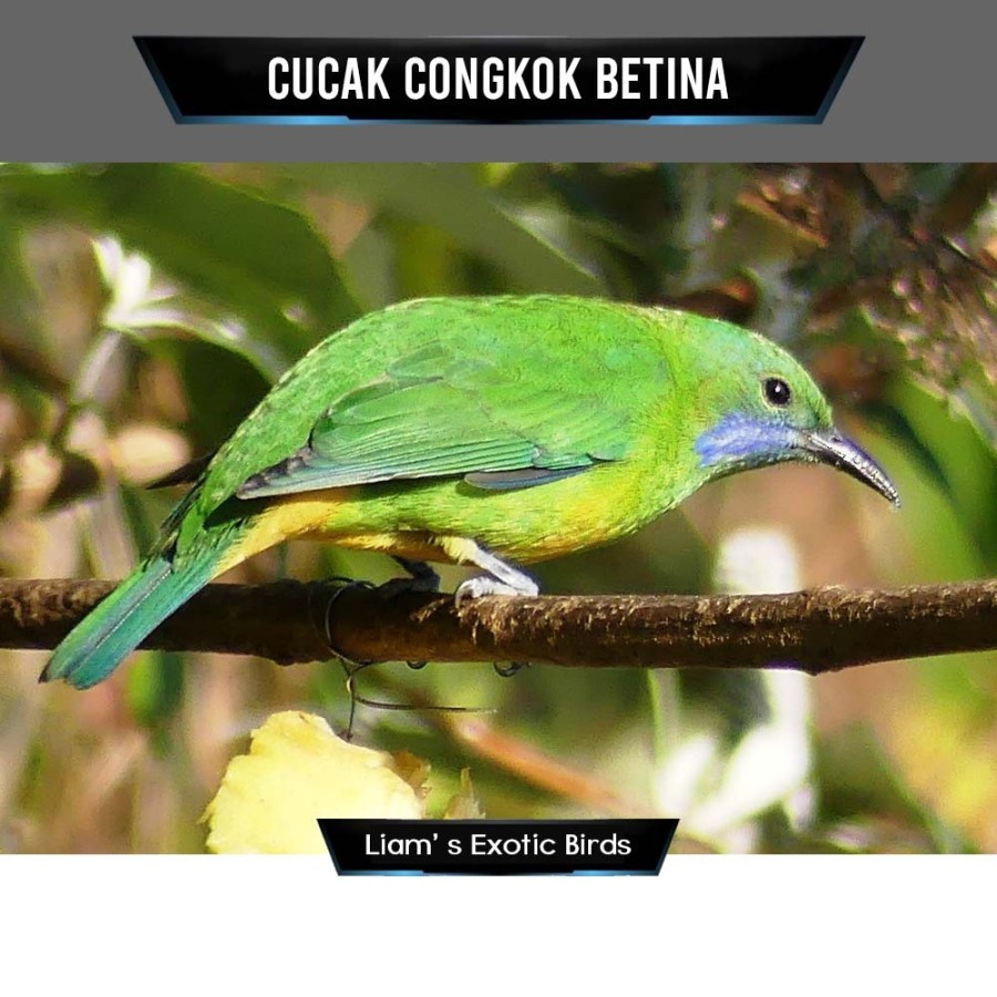 Ccak Cungkok Betina Siapan Mapan Gacoran Masteran