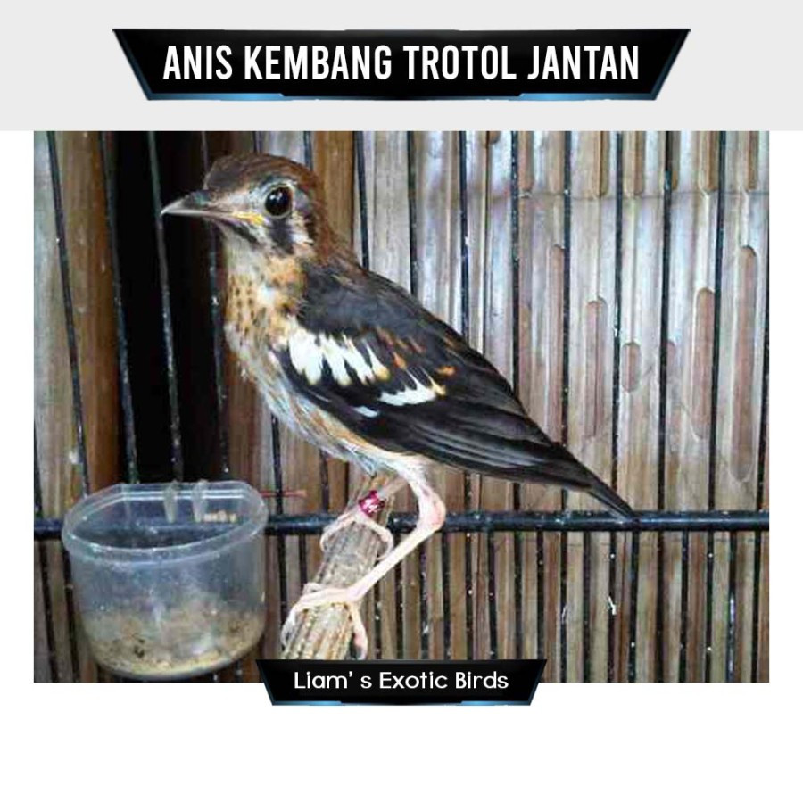 Anis Kembang Trotol Jantan Pilihan Prospek