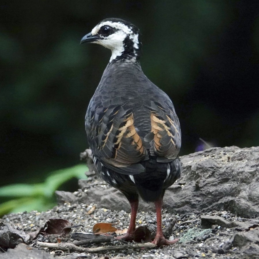 Puyuh Gonggong Pipi Putih Pilihan Cocok Untuk Aviary